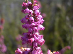 Erica gracilis