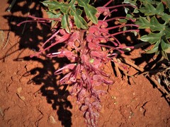 Grevillea bipinnatifida