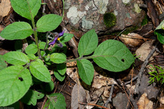 Solanum demissum