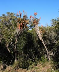 Aloe pluridens