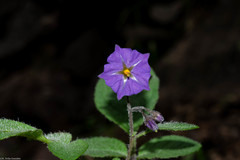 Solanum demissum