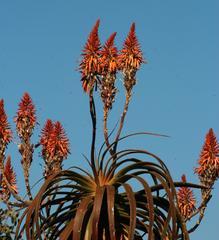 Aloe pluridens