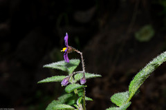 Solanum demissum