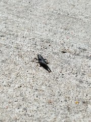 Tettigidea