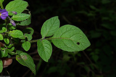 Solanum demissum