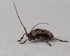 Leptostylus albicinctus