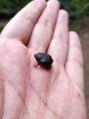 Rhinophrynus dorsalis