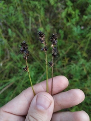 Carex muricata