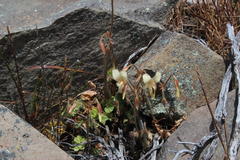 Pelargonium articulatum