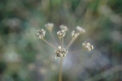 Pimpinella tragium