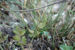 Pimpinella tragium