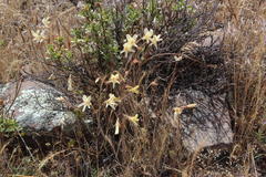 Pelargonium articulatum