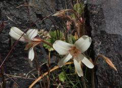 Pelargonium articulatum