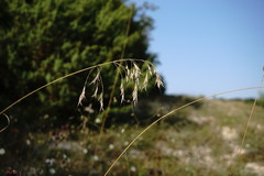 Bromus cappadocicus