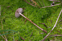 Phaeonematoloma myosotis
