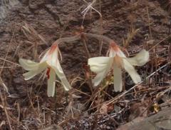 Pelargonium articulatum