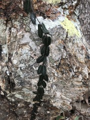 Parsonsia plaesiophylla