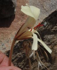 Pelargonium articulatum