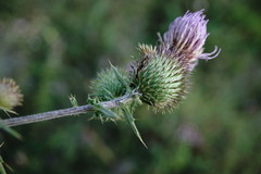 Cirsium laniflorum