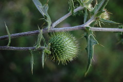 Cirsium laniflorum