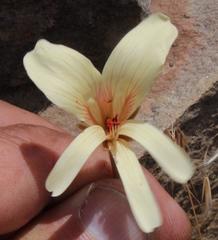 Pelargonium articulatum