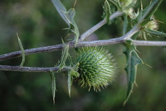 Cirsium laniflorum