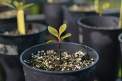 Arillastrum gummiferum