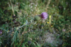 Cirsium laniflorum