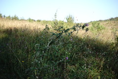 Cirsium laniflorum