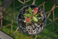 Arillastrum gummiferum