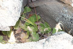 Pelargonium articulatum