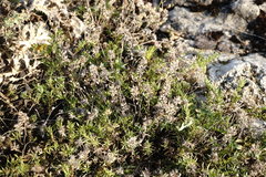 Thymus callieri