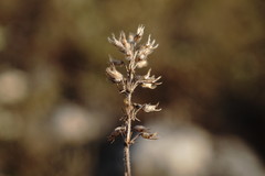 Thymus callieri