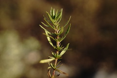 Thymus callieri