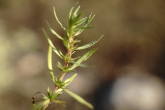 Thymus callieri