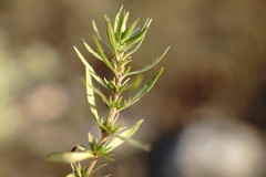 Thymus callieri