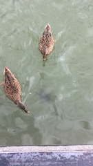 Anas platyrhynchos