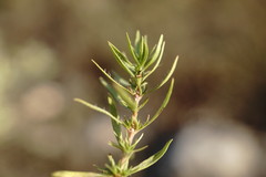 Thymus callieri