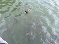 Anas platyrhynchos