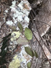 Parsonsia plaesiophylla