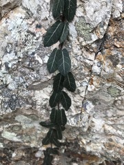 Parsonsia plaesiophylla
