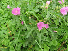 Malva excisa