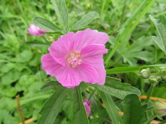Malva excisa