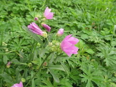 Malva excisa