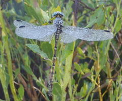 Ceratogomphus pictus