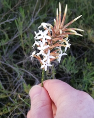 Lysinema pentapetalum