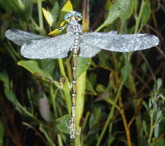 Ceratogomphus pictus