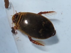 Acilius abbreviatus