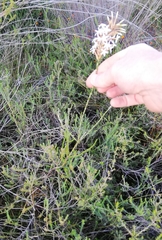 Lysinema pentapetalum
