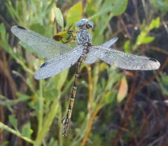 Ceratogomphus pictus